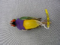 胡錦鳥藏品圖，第2張